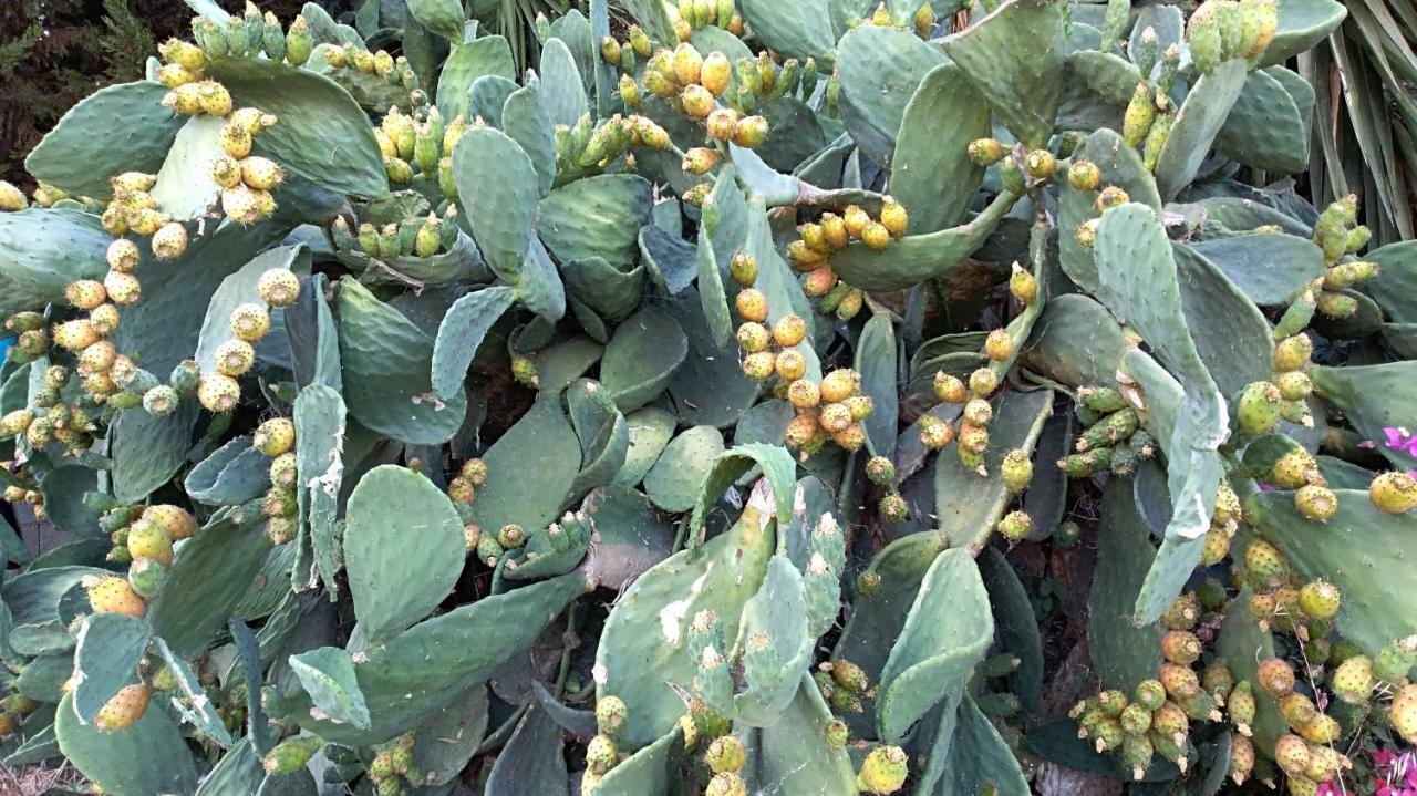 New Country House Salvia Sitia  Exterior foto